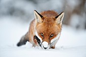 Red fox in snow