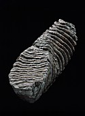 Woolly mammoth tooth