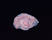 Fortification agate