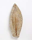 Fossil leaf of an early flowering plant
