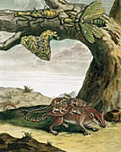 Mantid and opossum,18th century