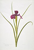 English iris flower,20th century