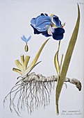 Flag iris (Iris germanica),artwork