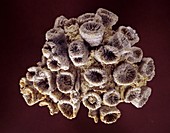 Scleractinian coral fossil
