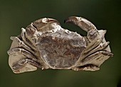 Fossil miocene crab