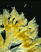 Bellflower freshwater bryozoa