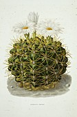 Echinocactus monvillii cactus,artwork