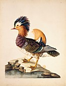 Mandarin duck,18th century artwork