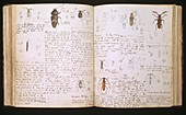 Beetles,18th century illustration