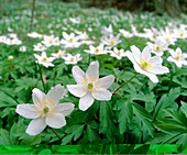 Anemone nemorosa