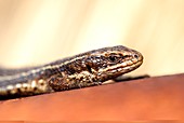 Common Lizard