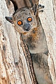 Red-tailed sportive lemur