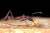 Trap-jaw ant carrying eggs