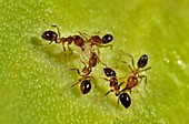 Ant symbiosis