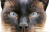 Siamese cat's eyes