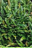 Blechnum penna-marina