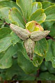 Paeonia mascula subsp triternata