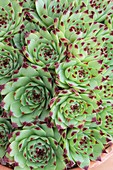 Sempervivum calacreum