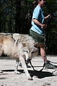 Wolf research