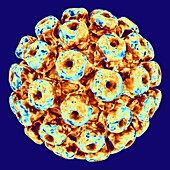 Polyoma BK virus,artwork