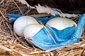 Blue-footed booby and eggs