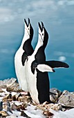 Chinstrap penguin courting display