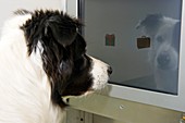 Dog intelligence research