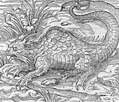 Mythical hybrid creature,16th century