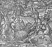 Bear hunting,16th century