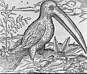 Toucan,16th century