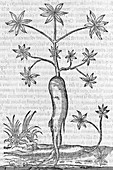 Cassava plant,16th century