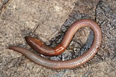 Common Earthworm