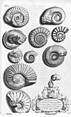 Ammonite fossils,18th century