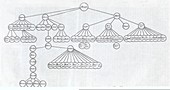 Noah family tree,18th century