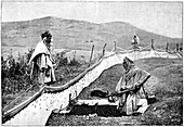 Locust pest control,Algeria,1889