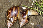 Giant African land snails,Ecuador