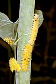 Processionary caterpillars on a plant