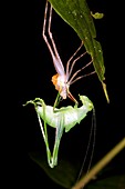 Bush cricket shedding its skin
