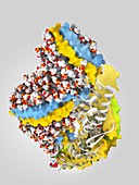 Cholesteryl ester transfer protein