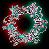 DNA polymerase III subunit molecule
