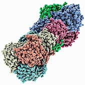 Bluetongue virus protein VP7 structure