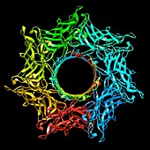 Pore protein from staphylococcus aureus