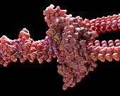 DNA replication by helicase enzyme