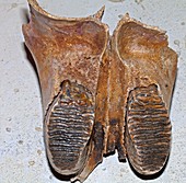 Mammoth jaw fossil