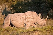 Female white rhinoceros