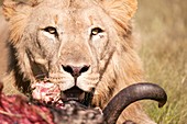 African lion with its kill