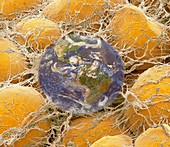 Global obesity pandemic,conceptual image