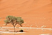 Tree and watering hole,Namibia