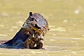 Neotropical river otter eating a fish