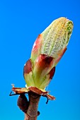 Aesculus hippocastanum leaf bud opening